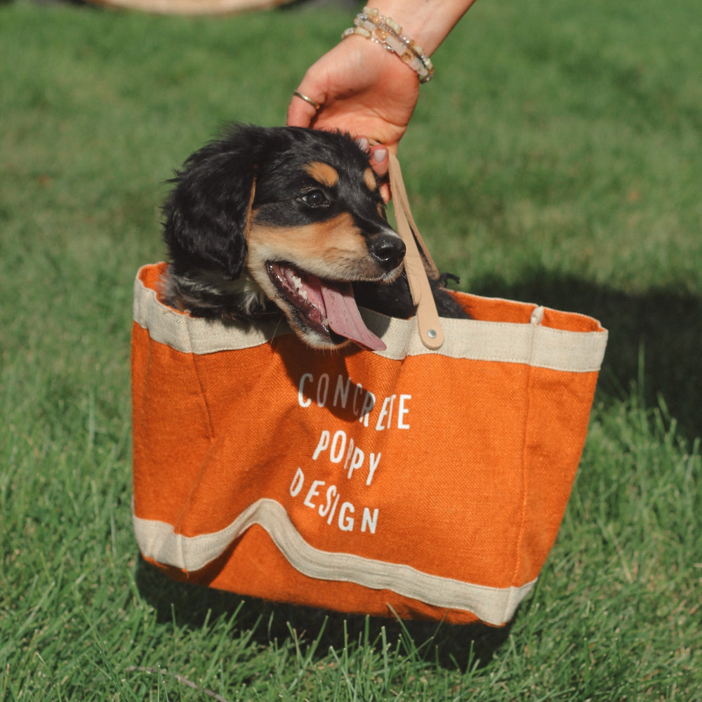 Dog inside an orange bag held by a person on grass