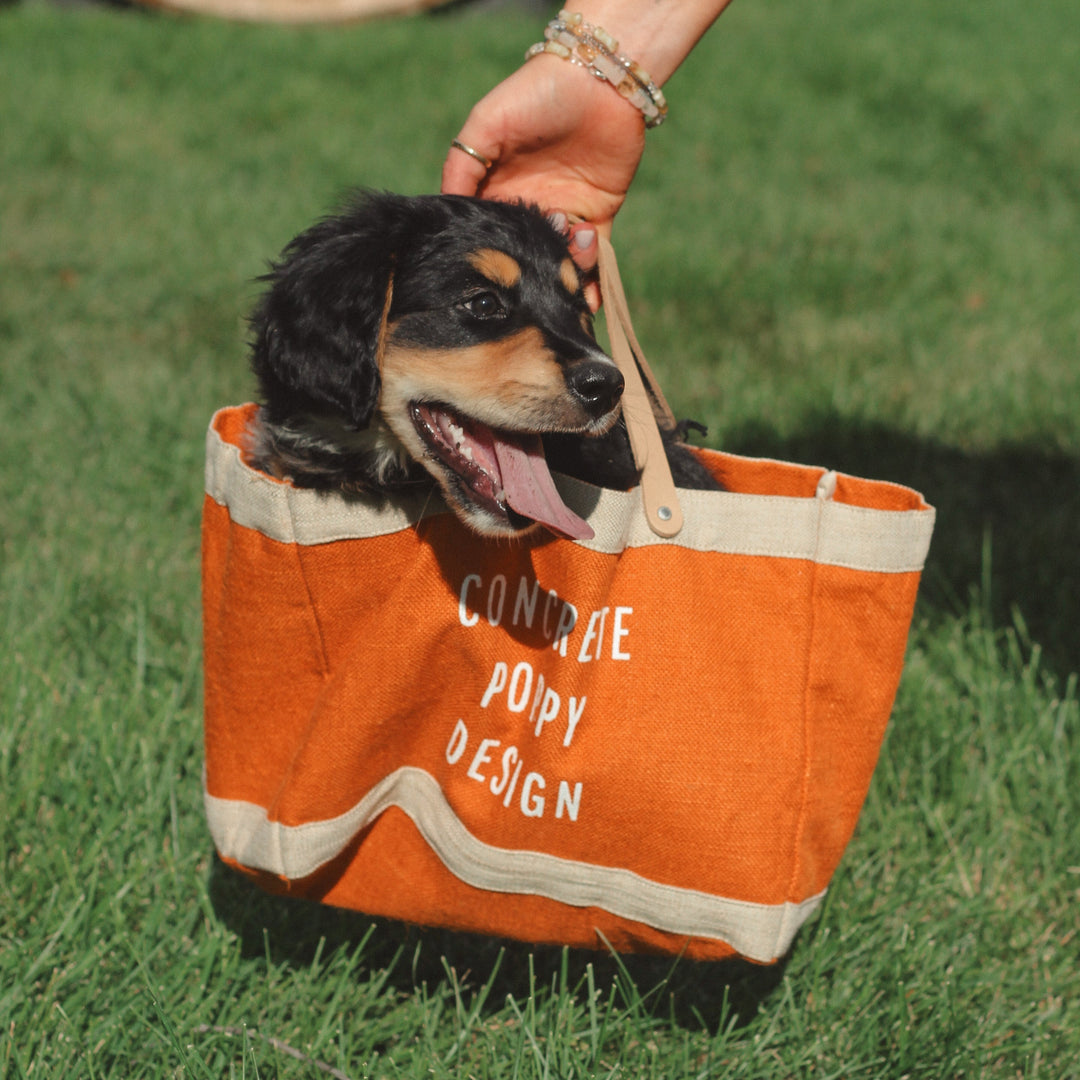 Dog inside an orange bag held by a person on grass